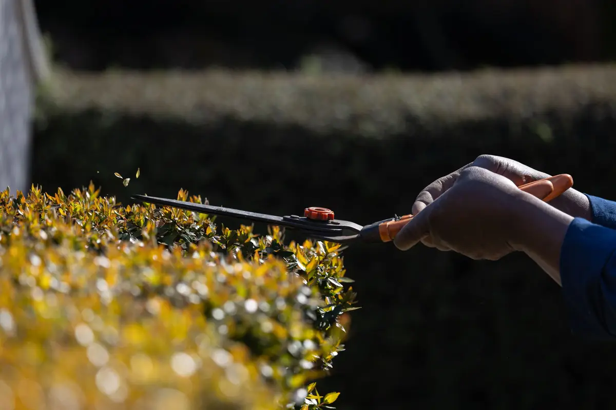 Hand shears trimming the top of a hedge